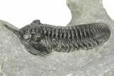 Morocconites Trilobite Fossil - Ofaten, Morocco #273385-1